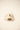 CAPPELLO forty seven 47 B-MVPTT12WBV-NT