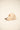 CAPPELLO forty seven 47 B-CONDT17GWS-NT